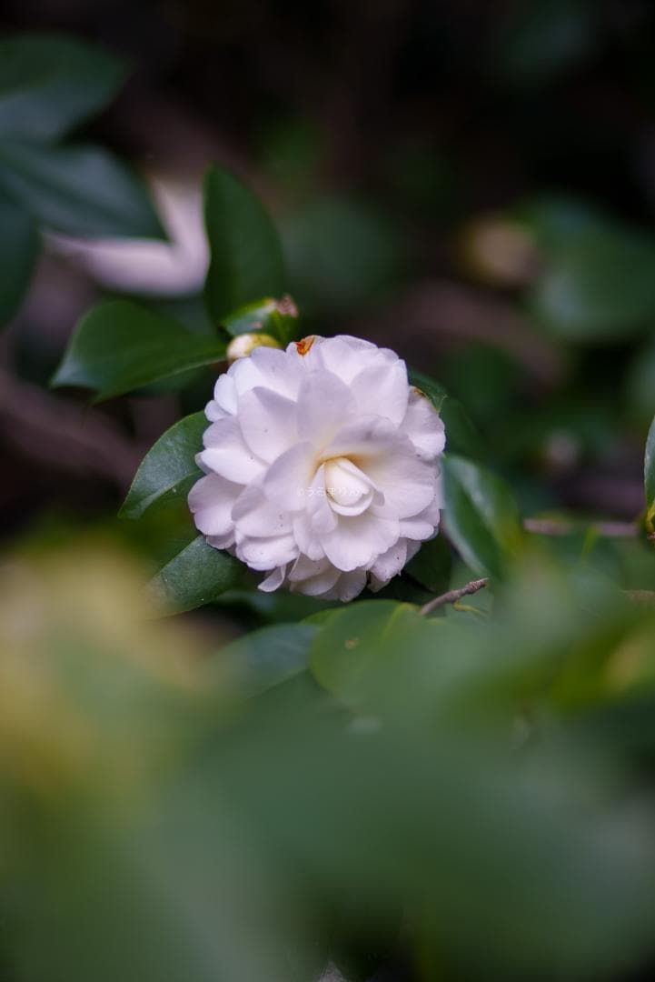 極彩色の中望遠！Carl zeiss Sonnar 100mm F3.5 MMJ