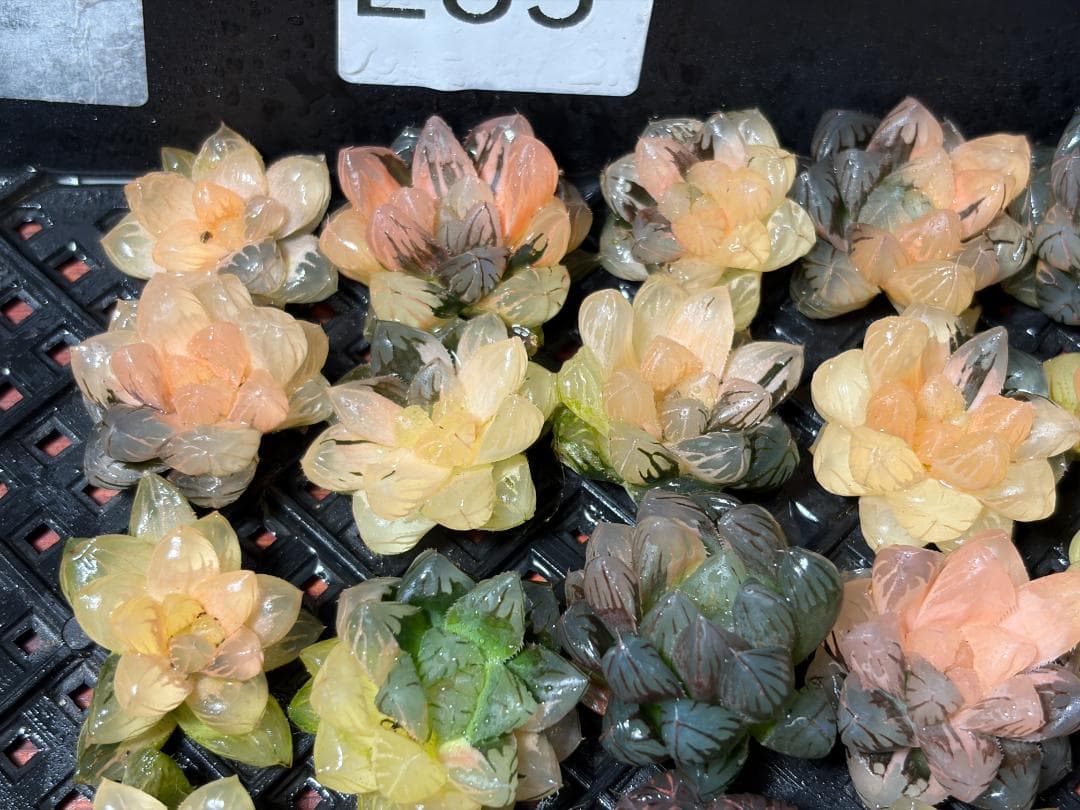 65 多肉植物 ハオルチア　オブツーサ錦 水中月錦 超美品 25株セット