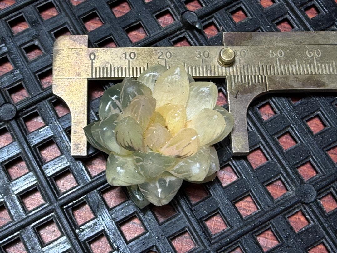 65 多肉植物 ハオルチア　オブツーサ錦 水中月錦 超美品 25株セット