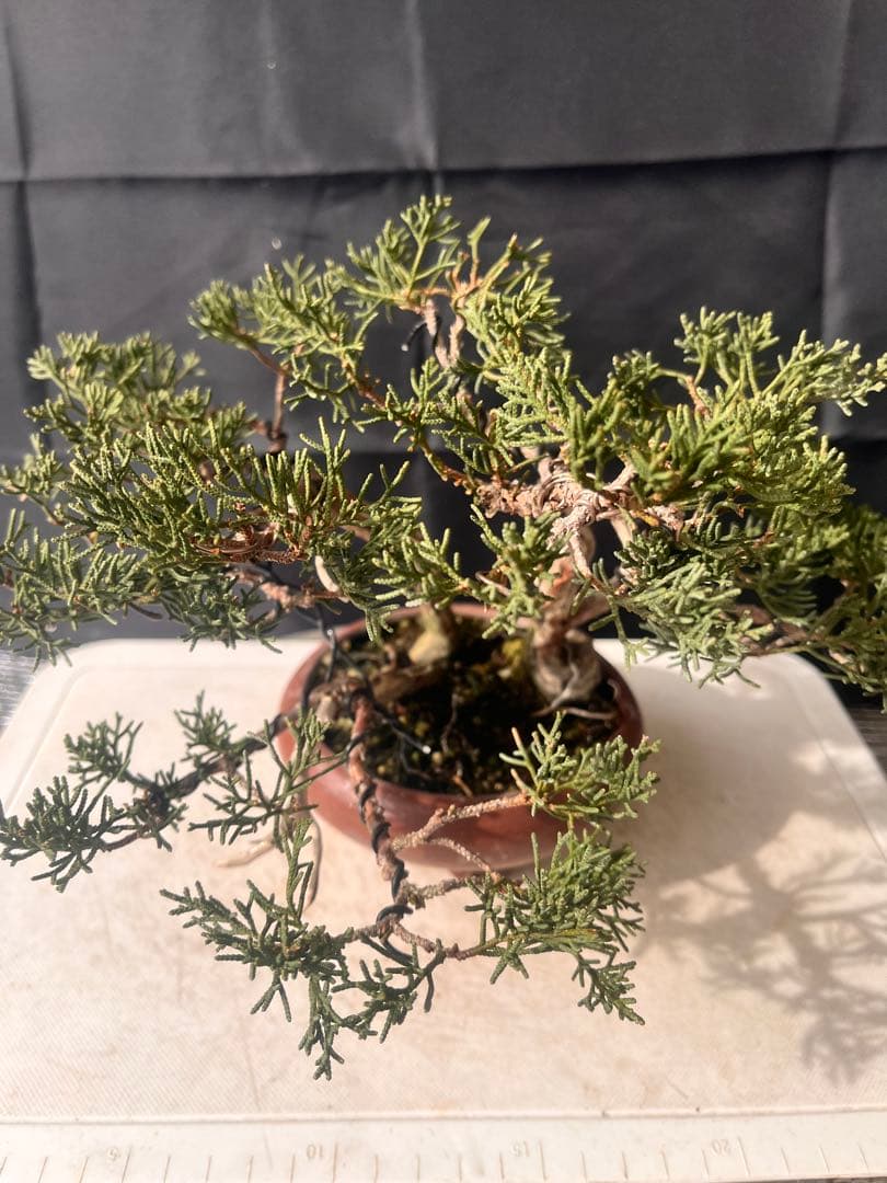 真拍盆栽　丸鉢 10%OFF‼️