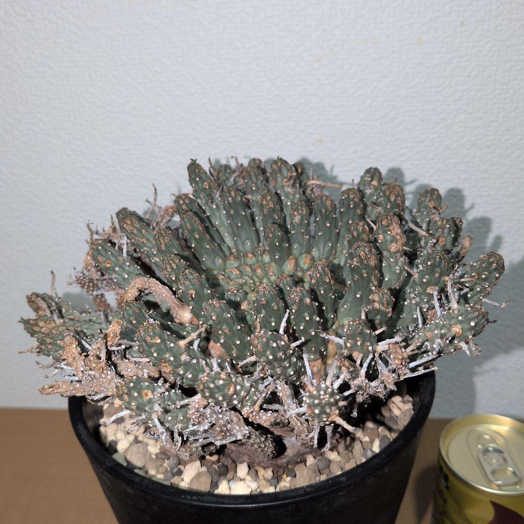 ユーフォルビア　フスカ　現地球 発根株（鉢付き）