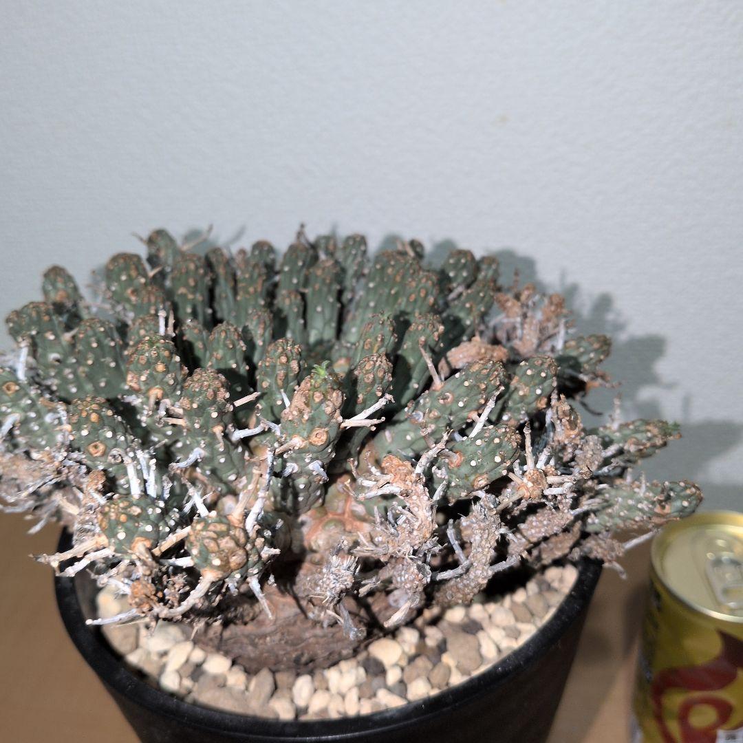 ユーフォルビア　フスカ　現地球 発根株（鉢付き）