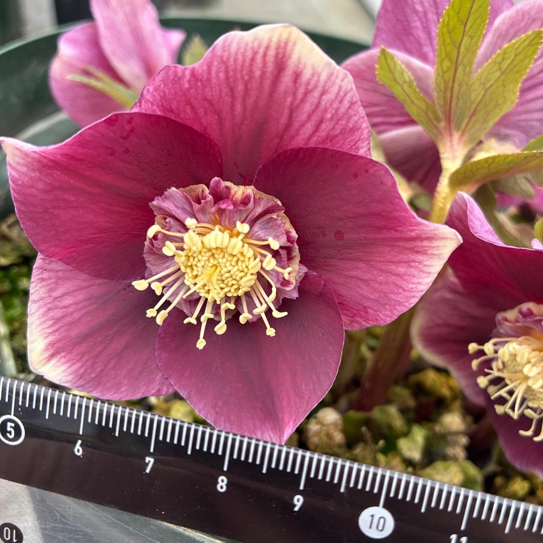 クリスマスローズ　レッドオーレア　白抜　セミダブル