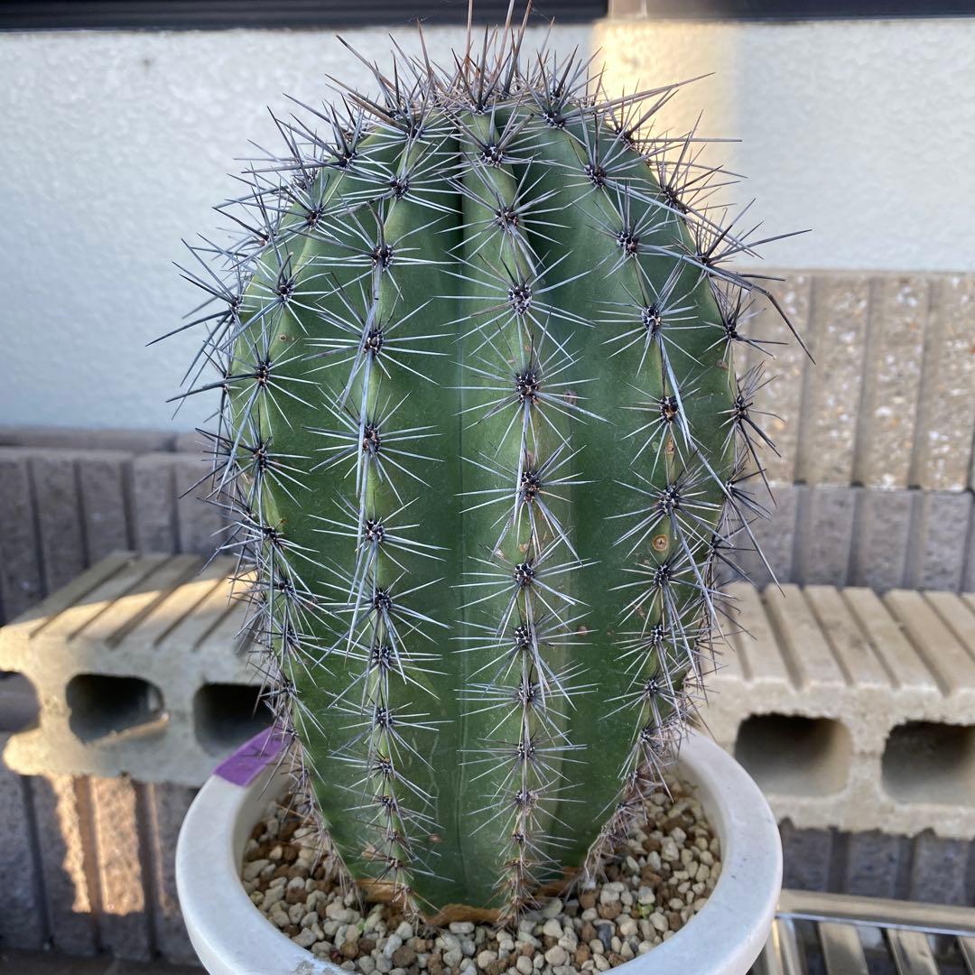 サボテン 高さ約30cm 直径約15cm 弁慶柱A 発根済み