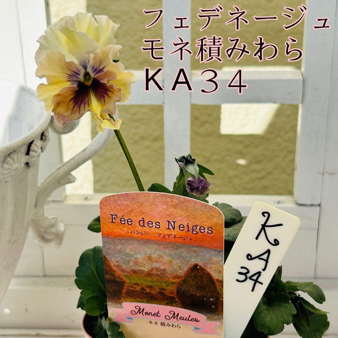 ＫＡ３４♥フェデネージュ モネ積みわら♥人気品種希少♥花苗ポットごと発送♥