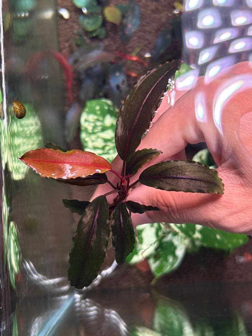 よしおページムーンライト、シルバーパウダー、パープルメタリックミッドナイト