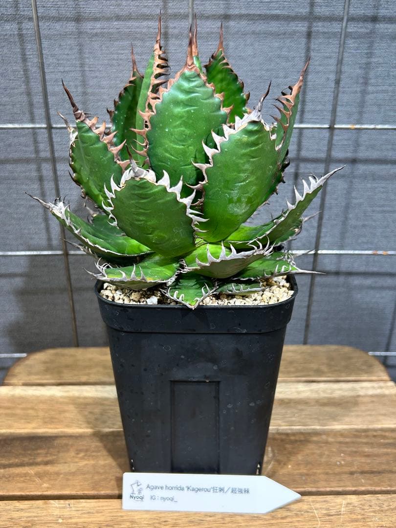 Agave horrida Kagerou【54】