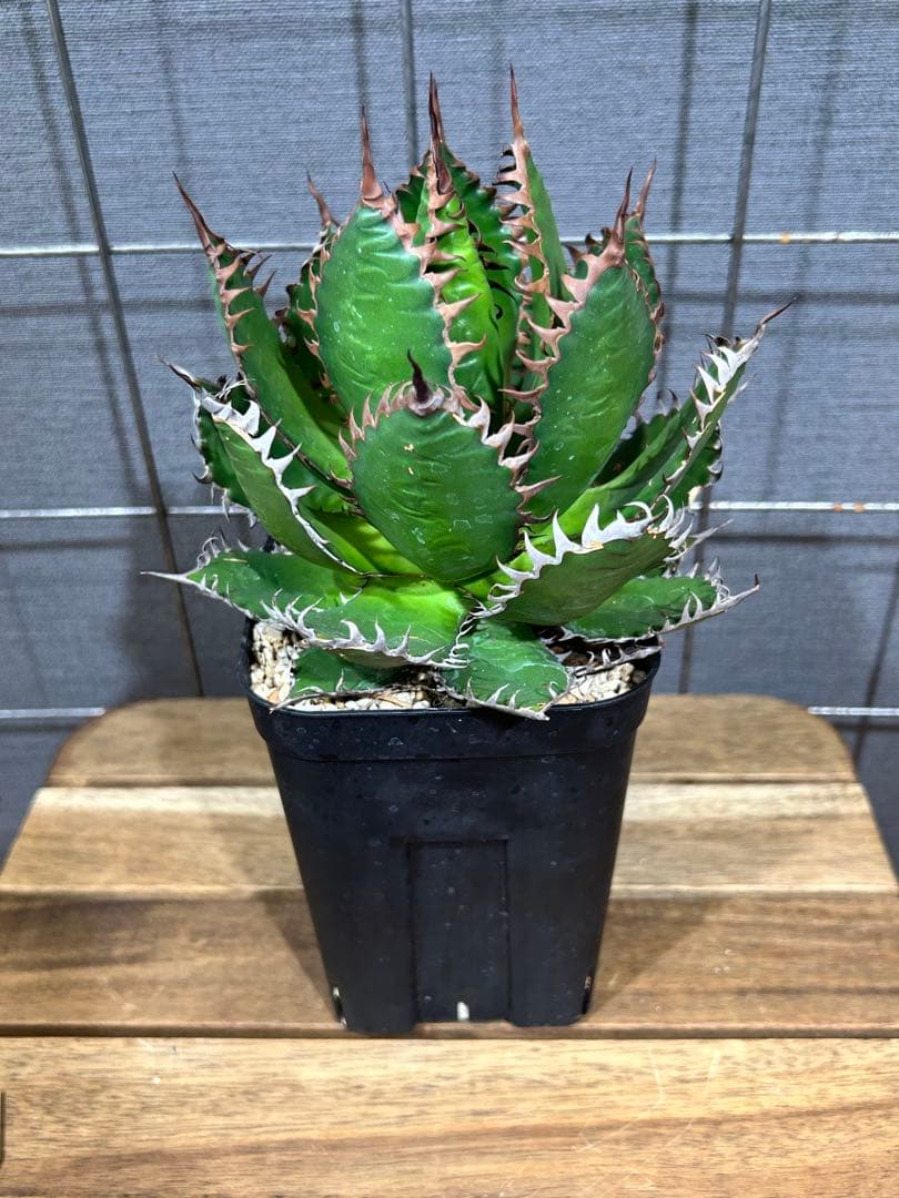 Agave horrida Kagerou【54】