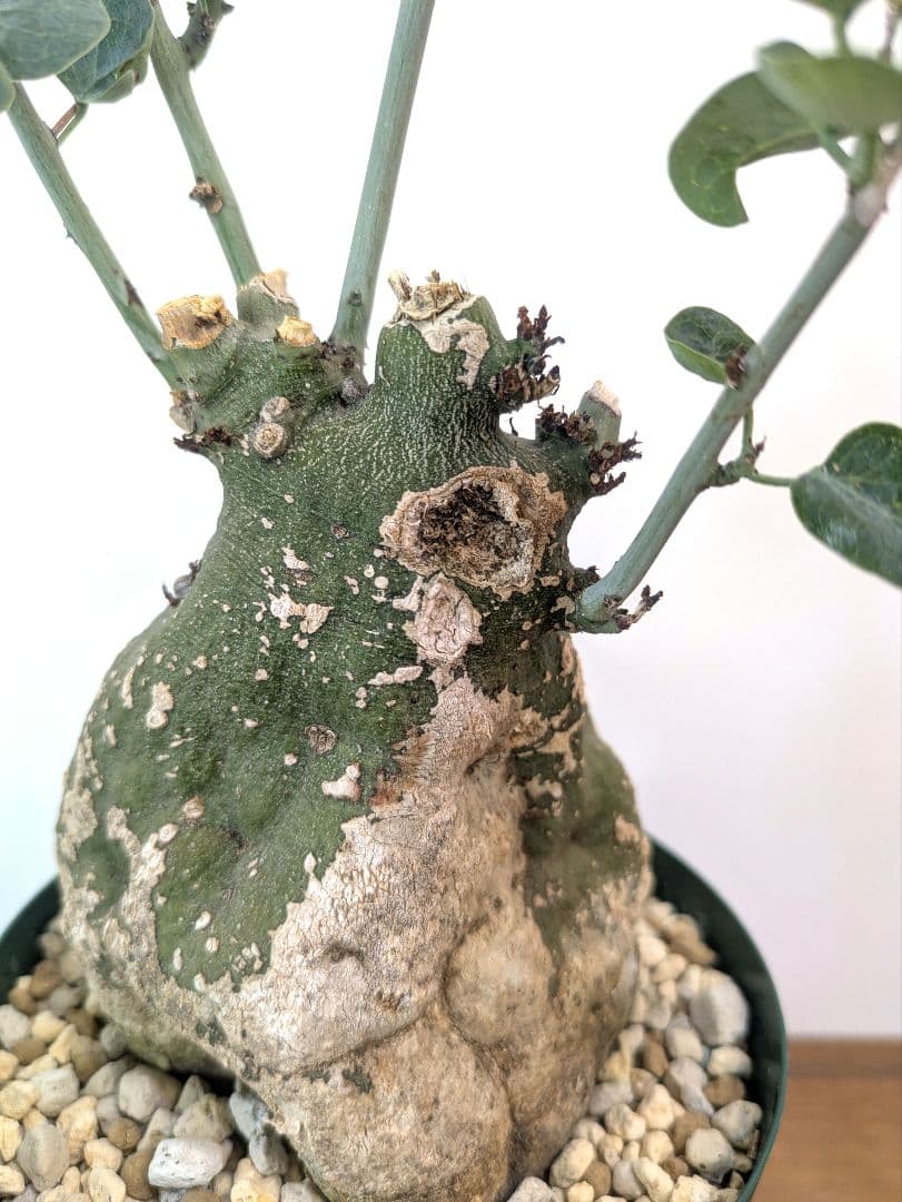 アデニア スピノーサ 現地株 発根済