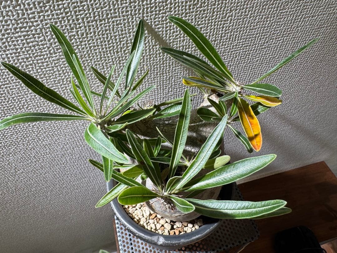 パキポディウムグラキリス　現地株　発根済み