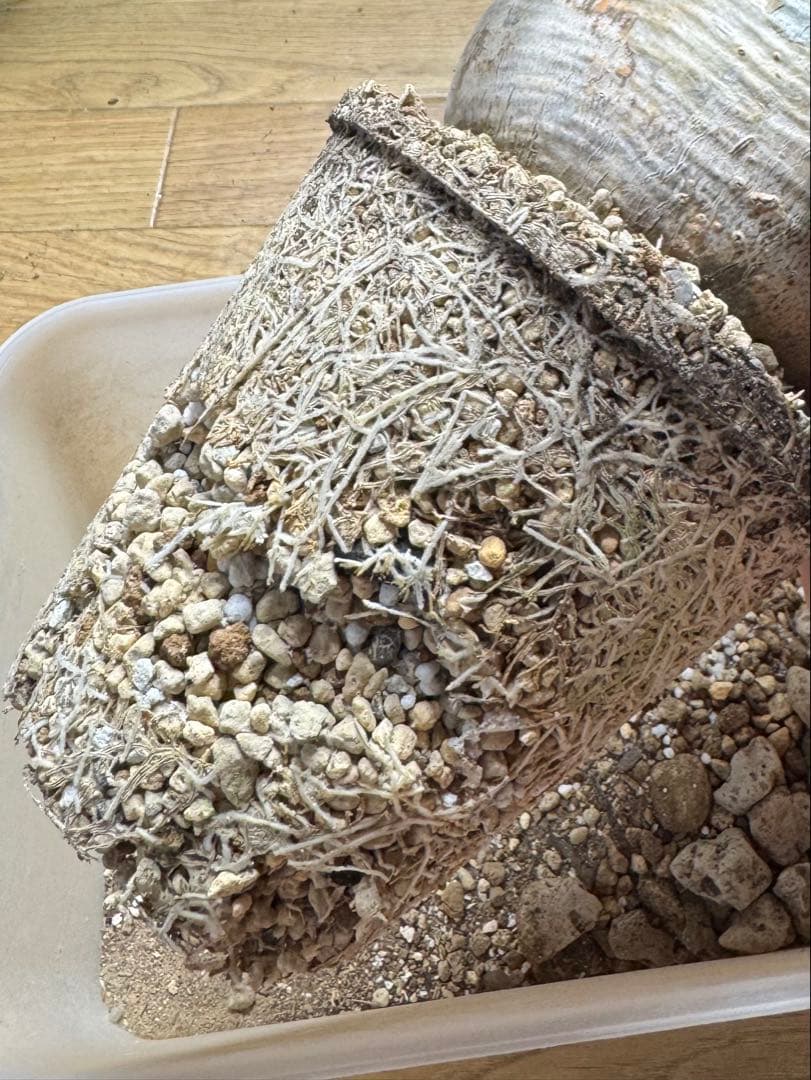 パキポディウムグラキリス　現地株　発根済み