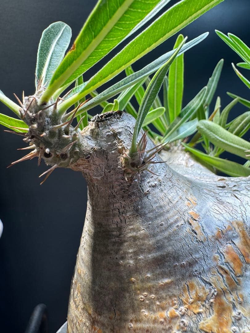 パキポディウムグラキリス　現地株　発根済み