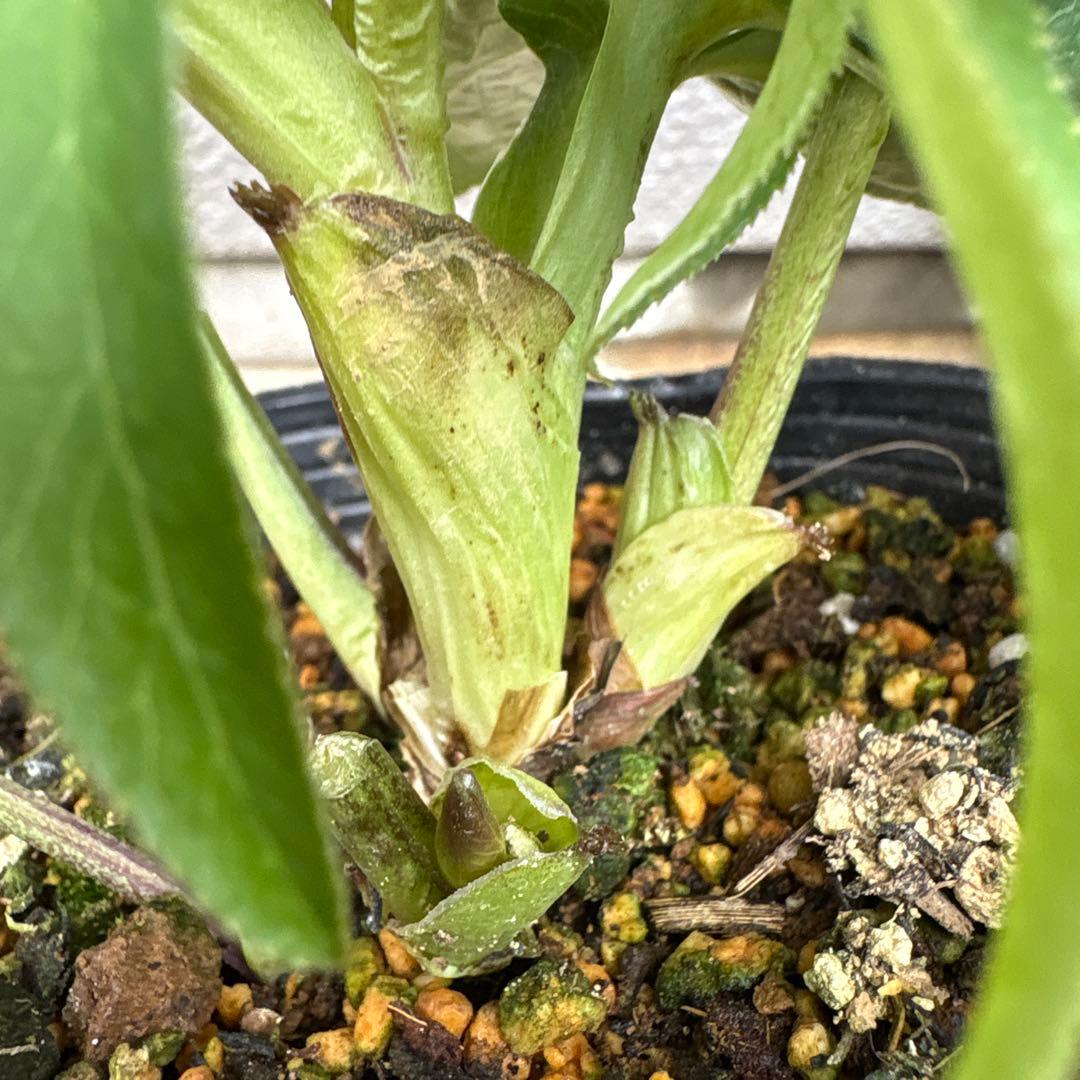 横山園芸　クリスマスローズ　ベビードール　　プチドール　ポットごと