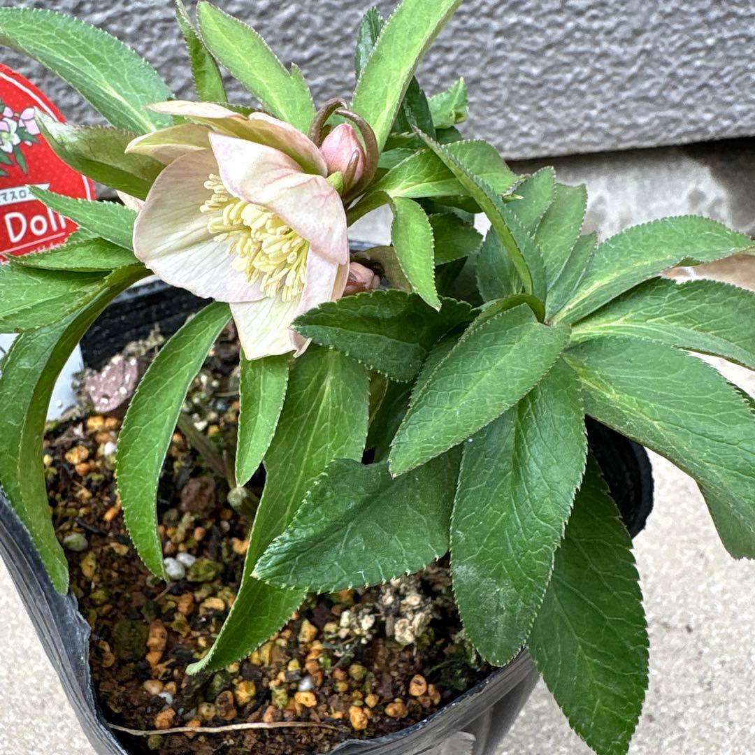 横山園芸　クリスマスローズ　ベビードール　　プチドール　ポットごと