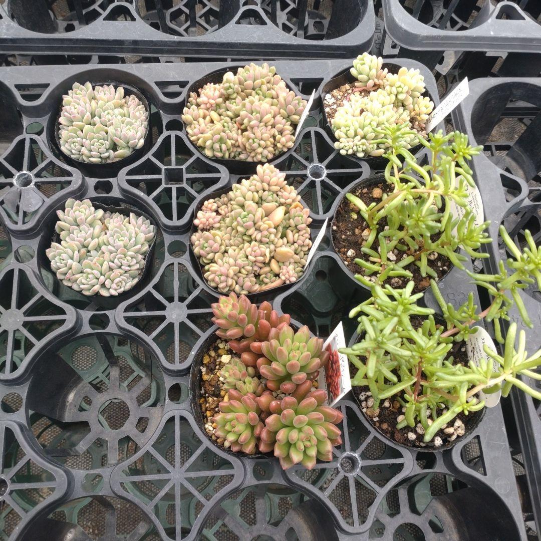 こちゃひさん専用