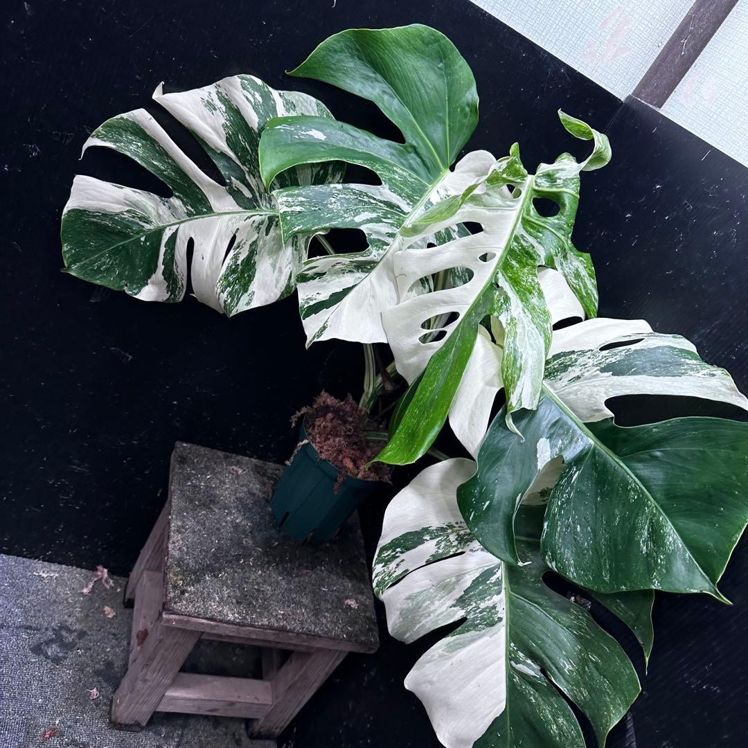 h*.様 斑入りモンステラ ホワイトタイガー極美大株57cm白斑多