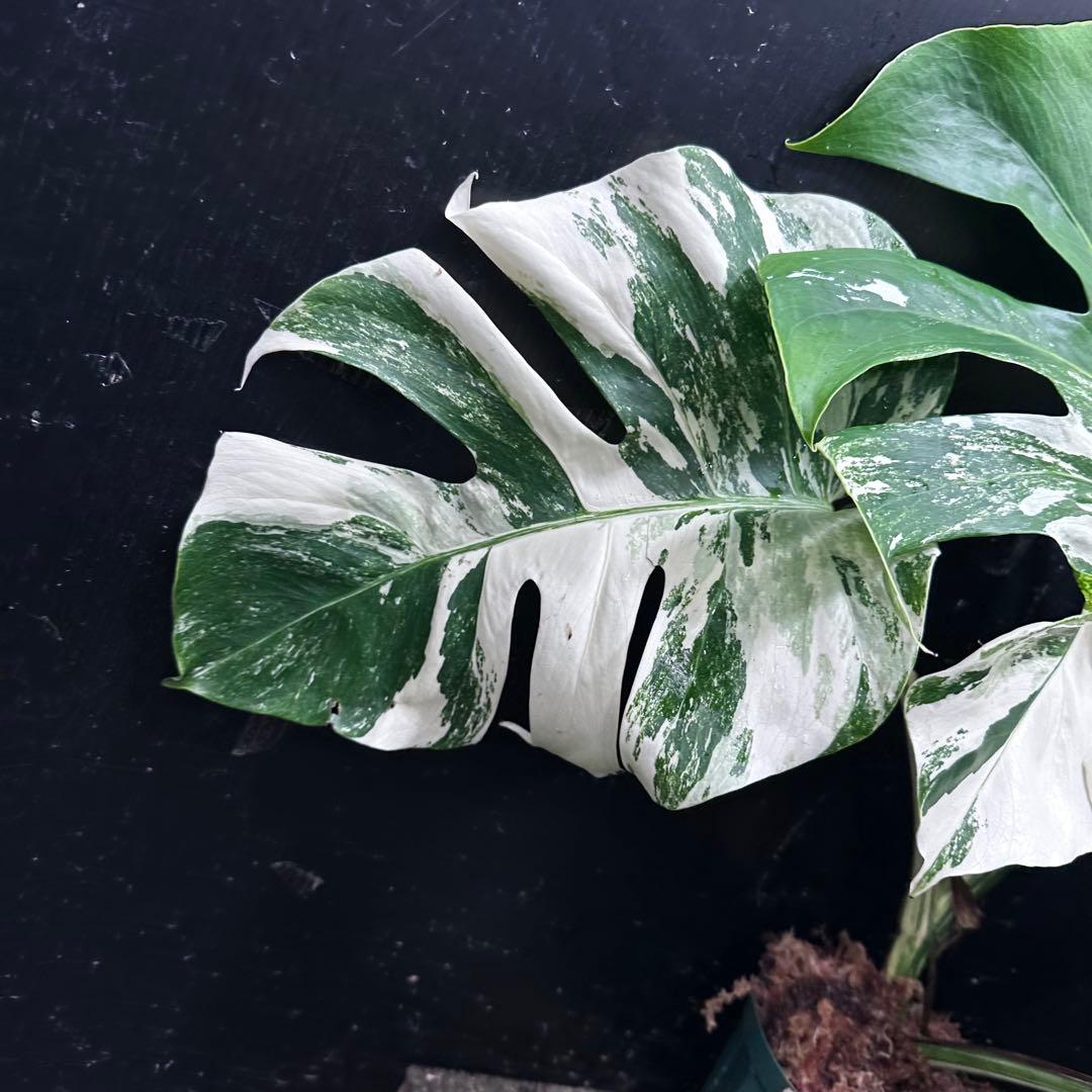h*.様 斑入りモンステラ ホワイトタイガー極美大株57cm白斑多