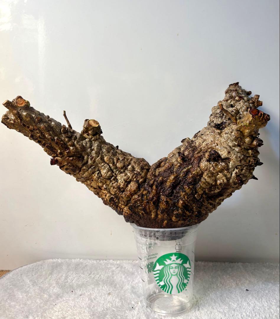 オペルクリカリアパキプス　ベアルート株