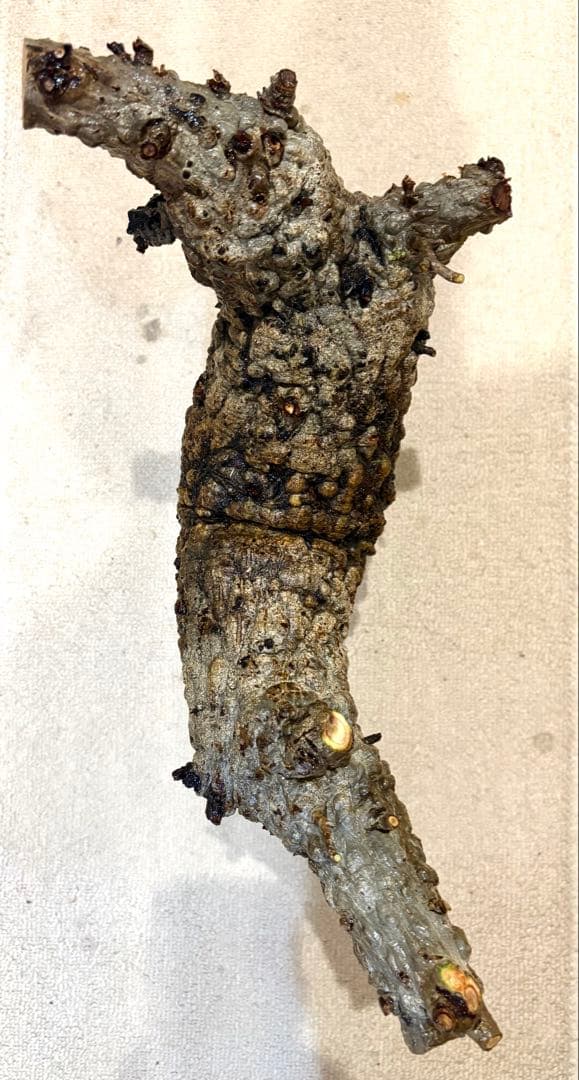 オペルクリカリアパキプス　ベアルート株