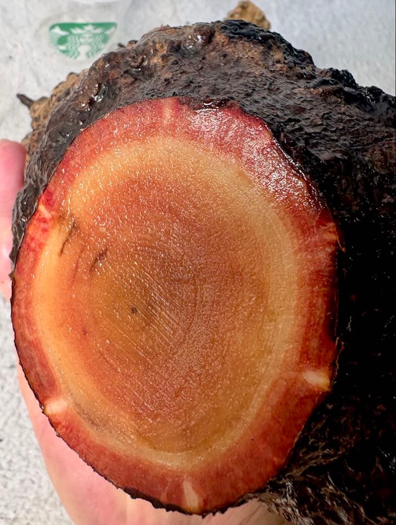 オペルクリカリアパキプス　ベアルート株