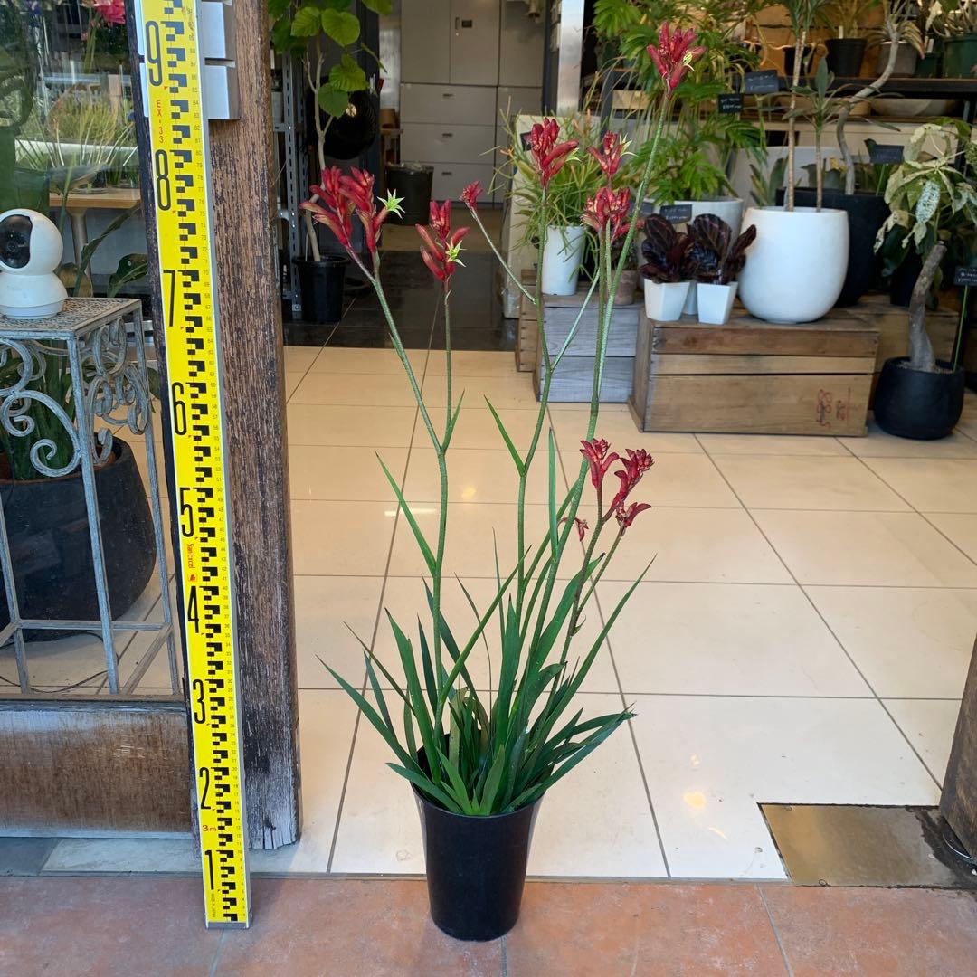 のこのこ　2点　ジョーロ、カンガルーポー赤