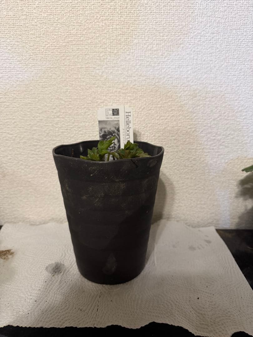 クリスマスローズ、クレオパトラ、ラベル付き、ダークレッド