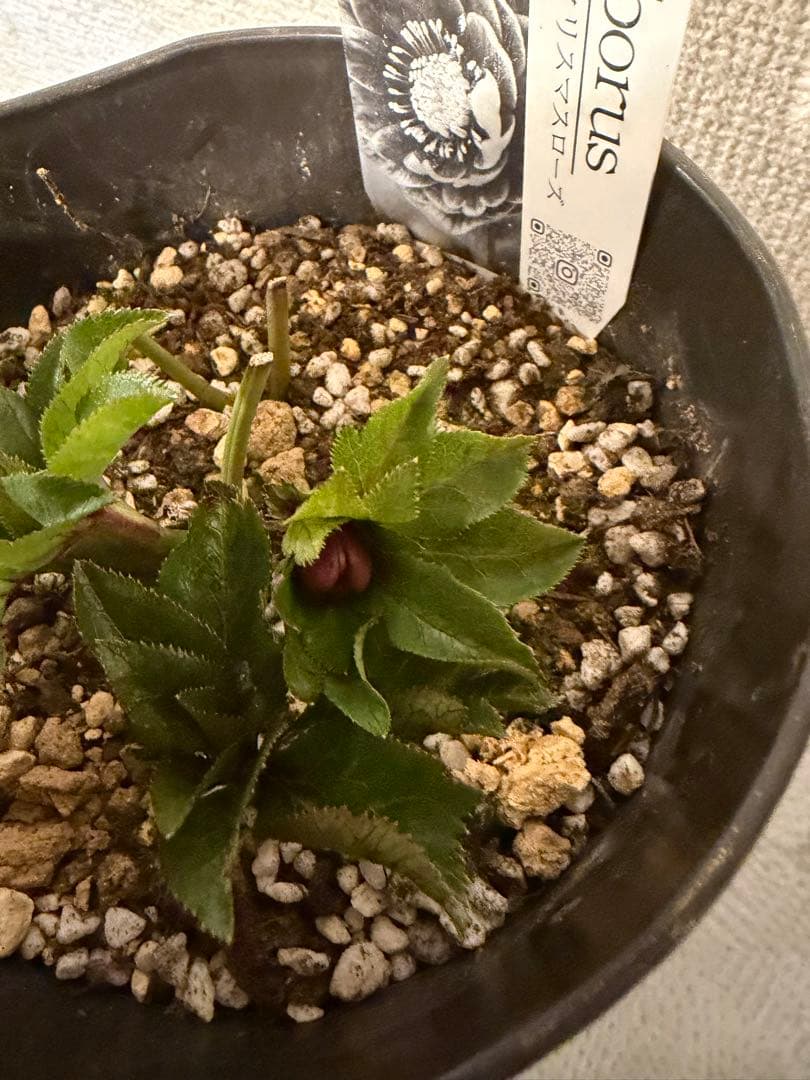 クリスマスローズ、クレオパトラ、ラベル付き、ダークレッド