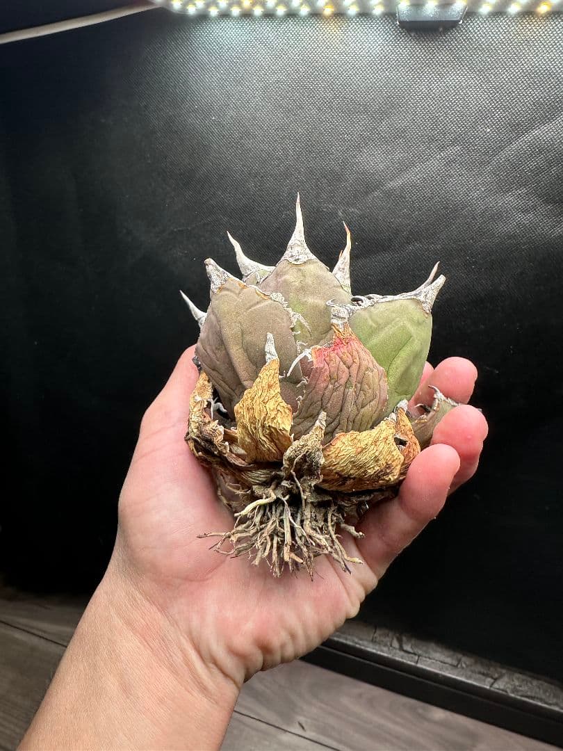 【アガベ_オアハカ】現地球 強棘 _1