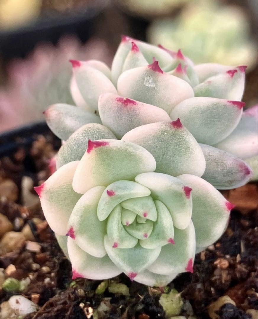 多肉植物　摘芯株　沙羅姫錦　抜き苗