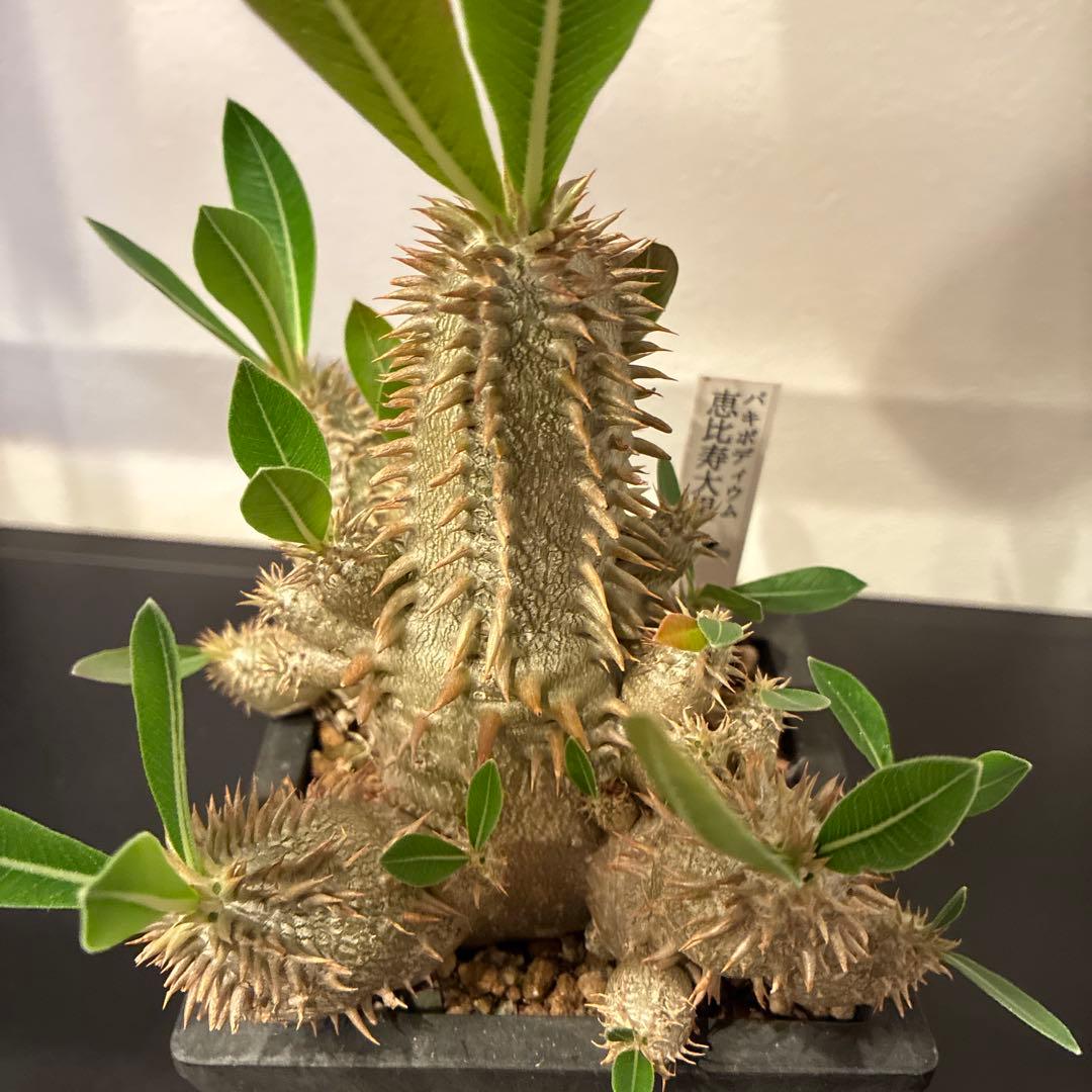 パキポディウム 恵比寿大黒　多頭