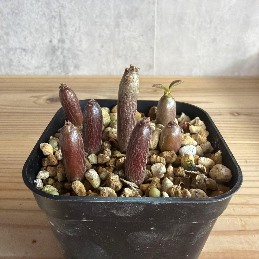 7株セット　パキポディウムウィンゾリー 国内実生株