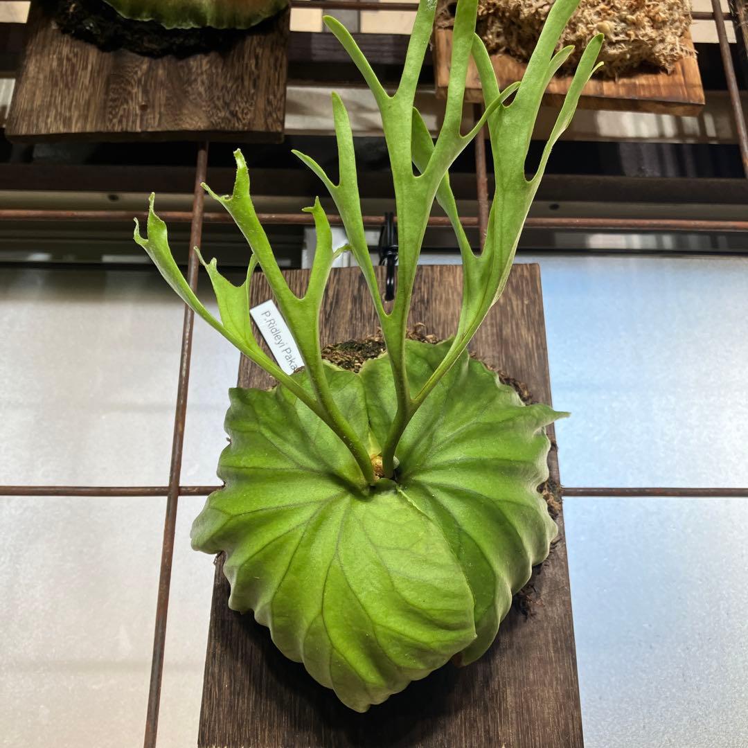 ビカクシダ　リドレイパカラン