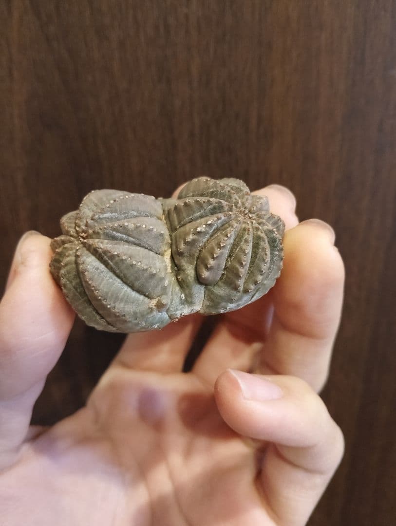 希少 ユーフォルビア オベサ ダブルベッド 発根済み