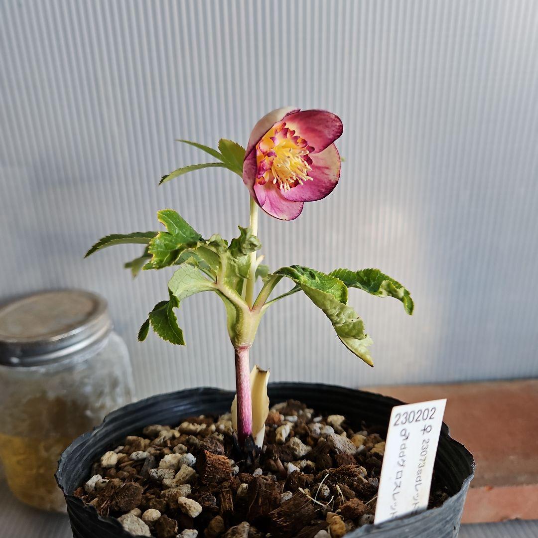 K.様ご購入苗㉖-26㉖-27クリスマスローズ