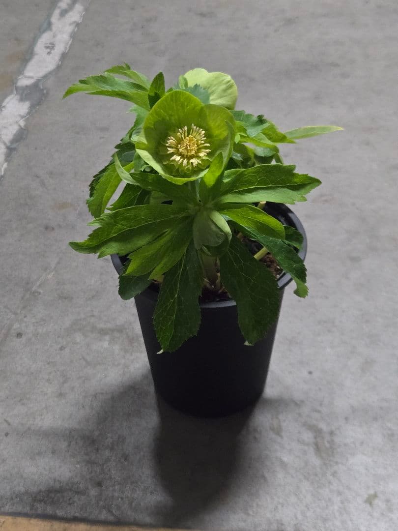 ☆クリスマスローズ☆セミダブル☆4.5号ポット☆超希少☆