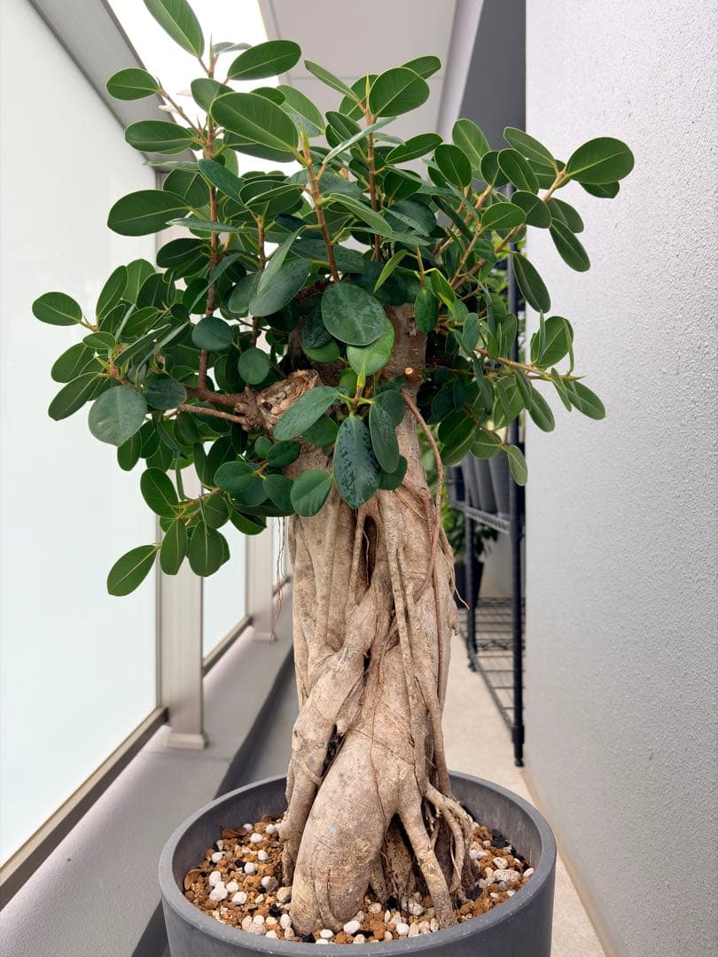 パンダガジュマル