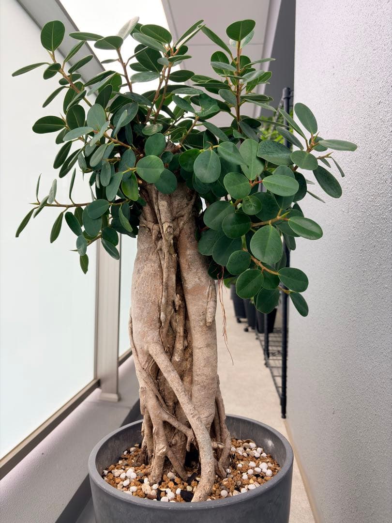 パンダガジュマル