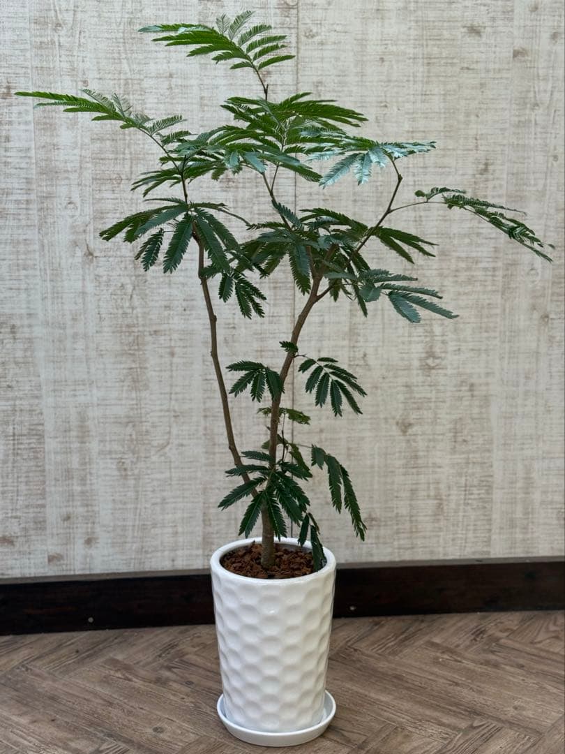 エバーフレッシュ♪ 112cm ホワイト陶器♪