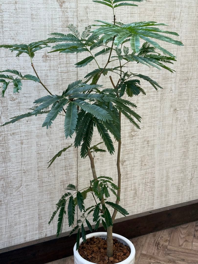 エバーフレッシュ♪ 112cm ホワイト陶器♪