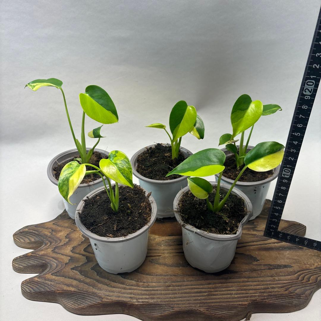 5株セットms84【特別選抜 デリシオーサ イエローマリリンモンステラ斑入り