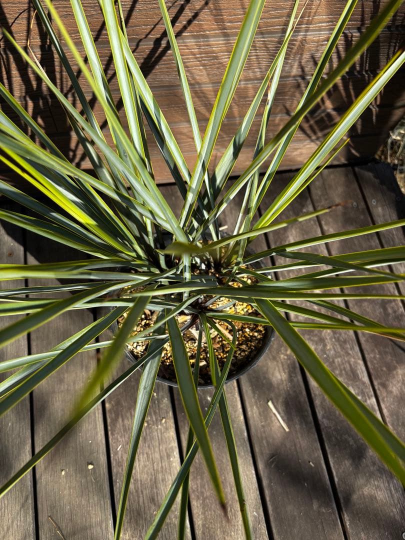 最終　ユッカ　リギダ　トリプルヘッド ロストラータ