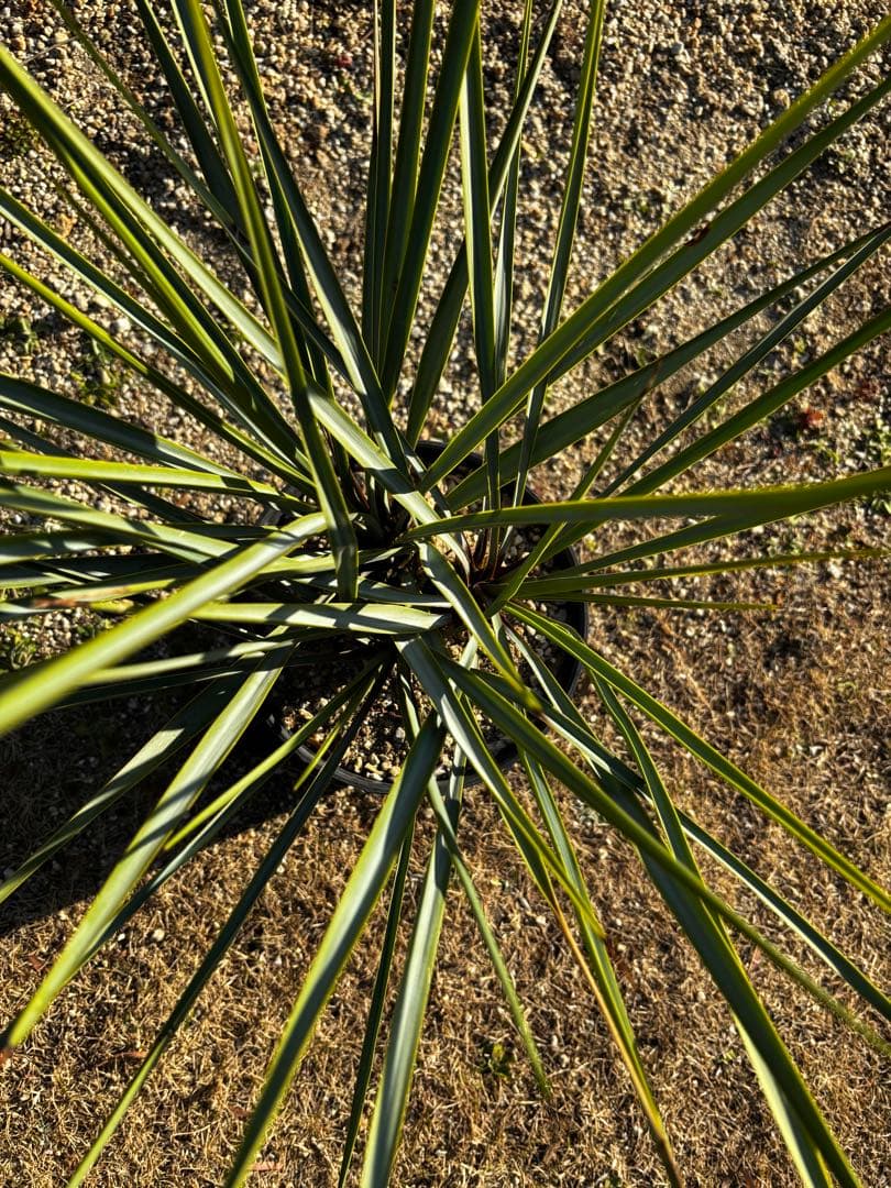 最終　ユッカ　リギダ　トリプルヘッド ロストラータ