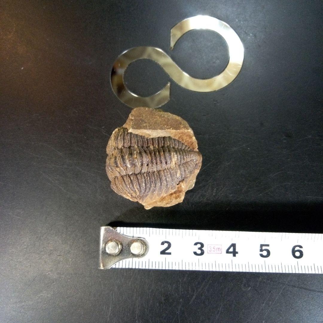 三葉虫　化石　ボリビア産　南アメリカ　trilobite　Bolivia三葉虫①