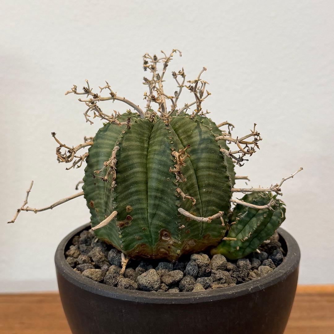 【美株】ユーフォルビア スーパーバリダ 雌株 国内実生株 塊根植物 サボテン