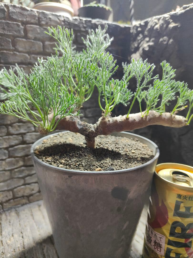 サウコカウロン　ペニクリナム　大株