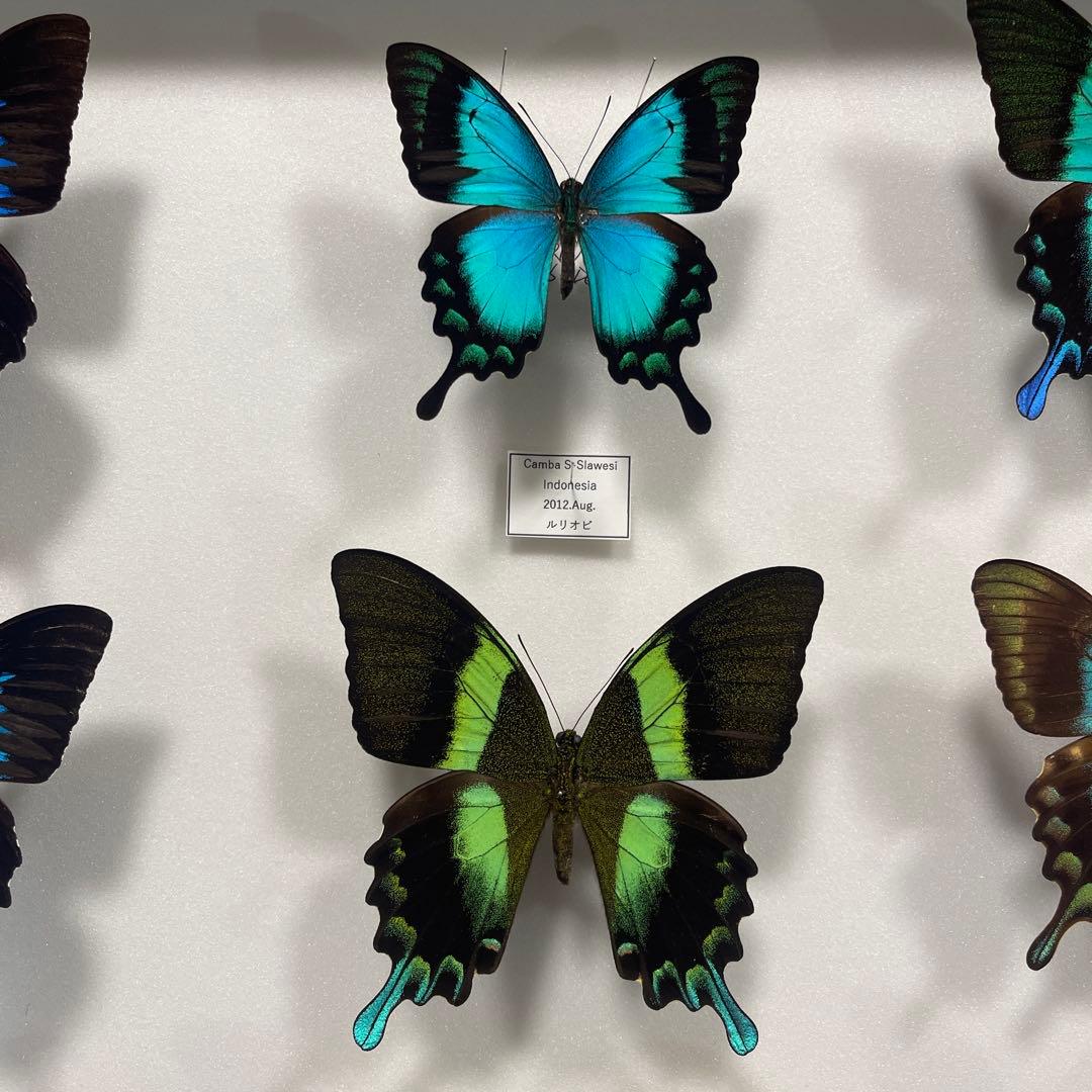 青と黒色のコントラストが美しいアゲハ蝶ドイツ箱入り標本