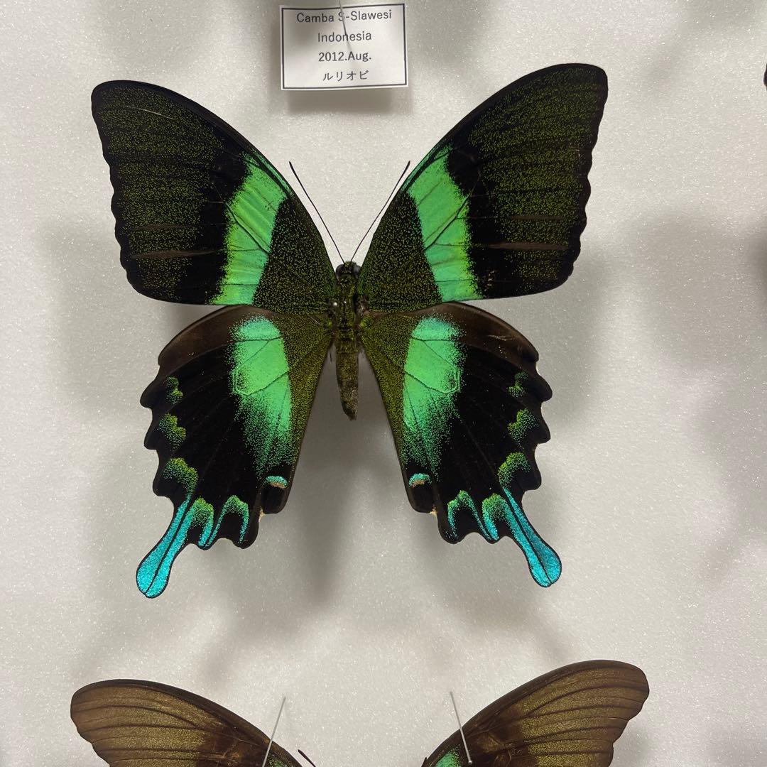 青と黒色のコントラストが美しいアゲハ蝶ドイツ箱入り標本