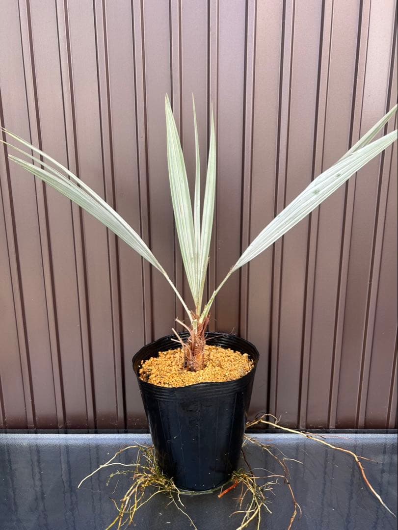 ブラヘア アルマータ J特白個体