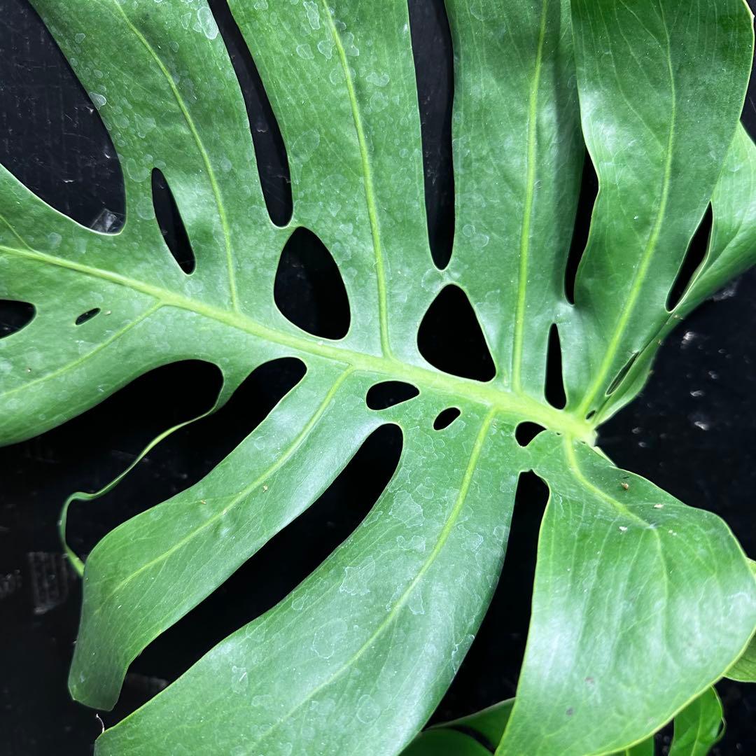 -*-様 モンステラデリシオーサマクロコズム超希少系統鉢植え72㎝