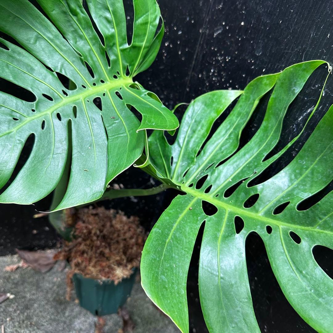 -*-様 モンステラデリシオーサマクロコズム超希少系統鉢植え72㎝